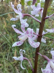 Dipodium pardalinum