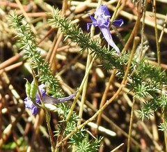 Delphinium gracile