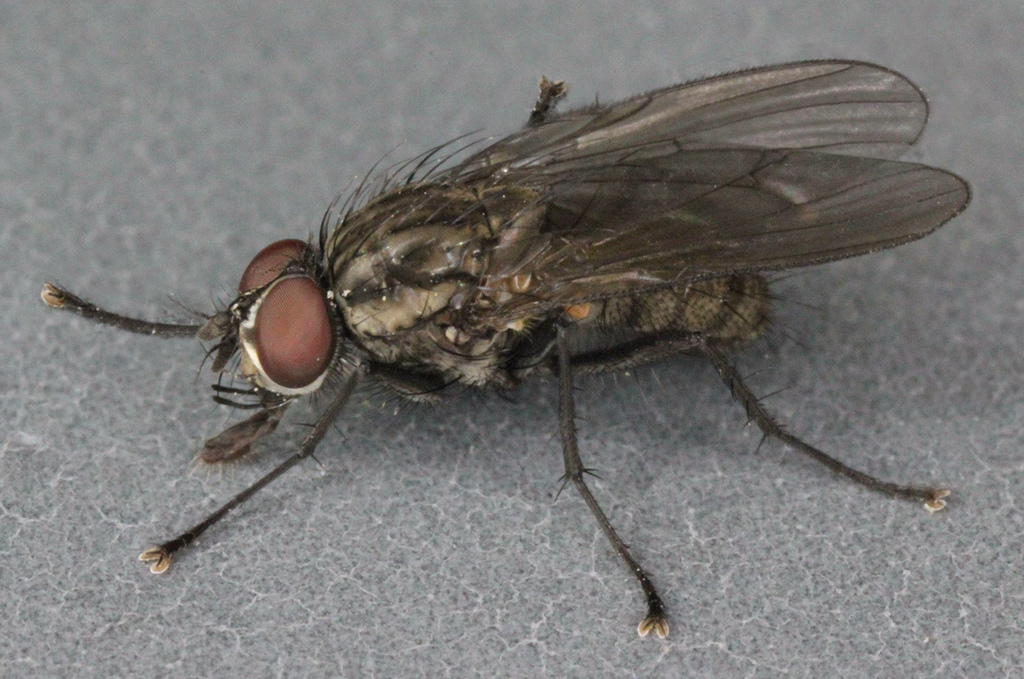 Fly