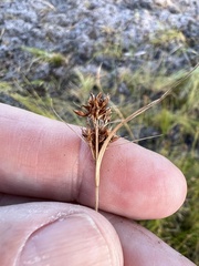 Rhynchospora fascicularis