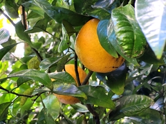 Citrus paridisi