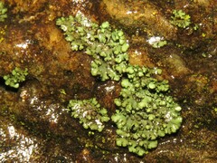Phaeophyscia pusilloides