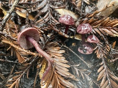 Pseudobaeospora deckeri