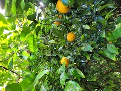 Citrus paridisi