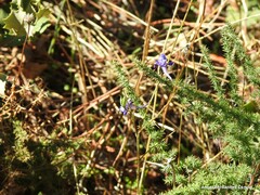 Delphinium gracile