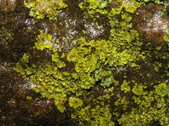 Candelaria concolor
