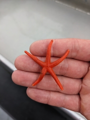 Henricia