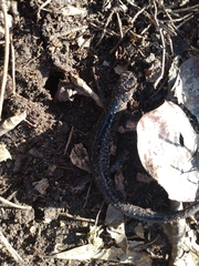 Plethodon mississippi