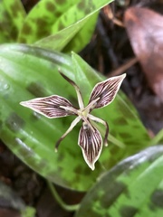Scoliopus bigelovii