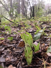 Scoliopus bigelovii