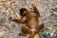 Alouatta sara