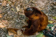 Alouatta sara