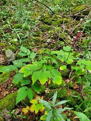 Actaea pachypoda pachypoda