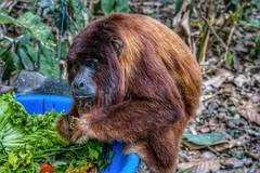 Alouatta sara
