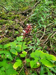 Actaea pachypoda pachypoda