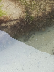 Bathygobius soporator