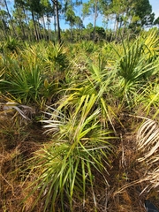 Coccothrinax argentata