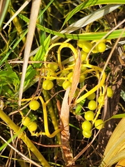 Coccothrinax argentata