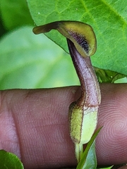 Aristolochia pentandra