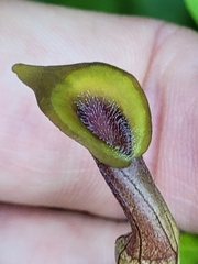 Aristolochia pentandra