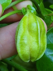 Aristolochia pentandra
