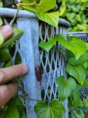 Aristolochia pentandra