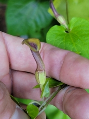 Aristolochia pentandra