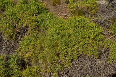 Azorella prolifera