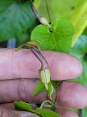 Aristolochia pentandra