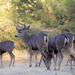 California Mule Deer - Photo (c) Andrea Kreuzhage, some rights reserved (CC BY-NC), uploaded by Andrea Kreuzhage