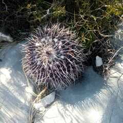 Mammillaria amajacensis