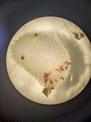 Acanthodoris nanaimoensis