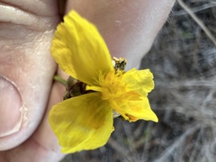 Xyris elliottii