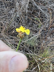 Xyris elliottii
