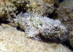 Scorpaenidae