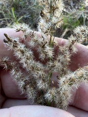 Eupatorium leptophyllum