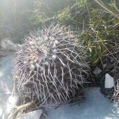 Mammillaria amajacensis