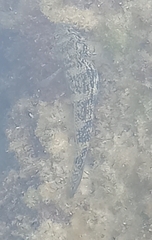 Bathygobius soporator