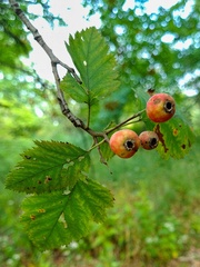 Crataegus mollis