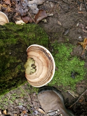 Ganoderma applanatum