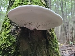 Ganoderma applanatum