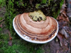 Ganoderma applanatum