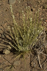 Senecio filaginoides