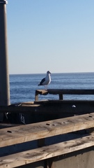 Larus occidentalis