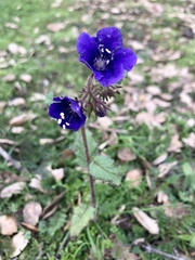 Phacelia parryi