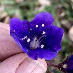 Phacelia parryi