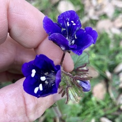 Phacelia parryi
