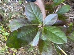 Terminalia muelleri