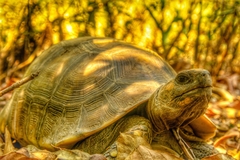 Chelonoidis denticulatus
