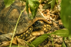Chelonoidis denticulatus